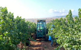 בציר ידני - סוביניון בלאן - יקב תבור  (צילום: מיכל אקרמן)