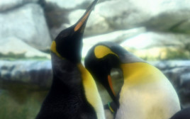 זוג פינגווינים (צילום: רויטרס)