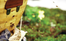 כוורת דבורים (צילום: יותם איתן)