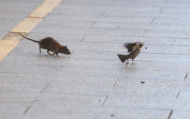 עכברוש בשיקגו (צילום: רויטרס)