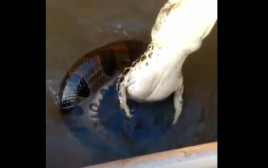 התנין והנחש שנשלפו מהמים (צילום: צילום מסך אינסטגרם)