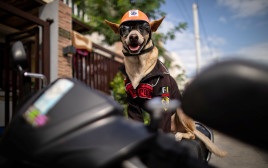 בוגי הכלב האופנוען (צילום: רויטרס)