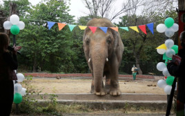קוואן, הפיל שקיבל את התואר "הבודד ביותר בעולם" (צילום: רויטרס)