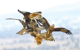 ציפורים בשמי ישראל (צילום: דניאל ברקוביץ')