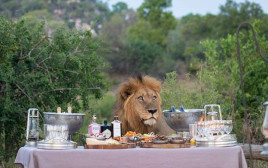האריה שהצטרף אל מסיבת היום הולדת  (צילום: רשתות חברתיות)