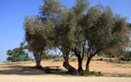 עצי זית בחניון יהודה (צילום: יעקב שקולניק)