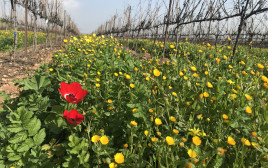 כרם אקולוגי. יקב תבור  (צילום: מיכל אקרמן)