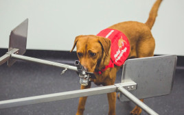 כלבה מאתרת את סרטן הערמונית מבדיקת השתן החיובית (צילום: רשתות חברתיות)