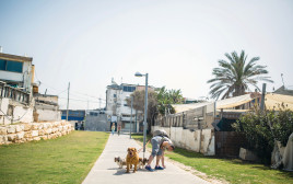 אדם אוסף את הצרכים של כלבו (צילום: קורינה קרן פלאש 90)