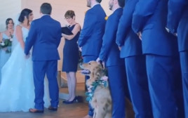 הגולדן רטריבר בחתונה של בעליו