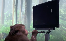 קוף משחק במשחקי וידאו (צילום: צילום מסך)