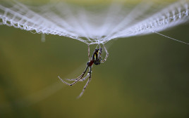 עכביש, אילוסטרציה (צילום: רויטרס)