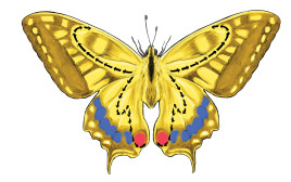 אל תגידו לי מה להיות. אני גולם שהופך ממש עכשיו לפרפר