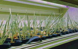 מעבדות לגידול זעפרן