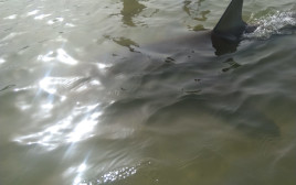 כריש במרחק נגיעה בחוף בחדרה (צילום: שלומי גבאי, וואלה!News)