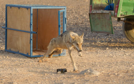 רגע שחרור הזאב (צילום: דורון ניסים, רשות הטבע והגנים)