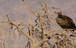 עזניית הנגב בשמורת הטבע חי בר יטבתה (צילום: גולן רידר רשות הטבע והגנים)