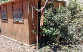 נפילה בספארי