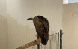 הנשר הדרומי בבניין בתל אביב