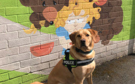 בן, הכלב המשטרתי  (צילום: Durham Constabulary)