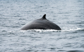 לוויתן כחול, אילוסטרציה (צילום: Getty images)