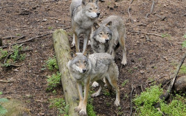 להקת זאבים, אילוסטרציה
