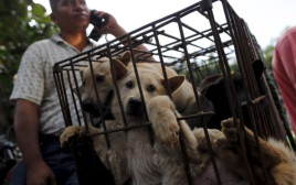 כלבים חסרי אונים בפסטיבל 