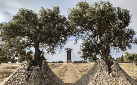 פארק עצי הזית ברמת רחל 