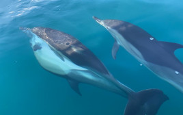 דולפינים בחופי אשקלון (צילום: שלומית שביט, רשות הטבע והגנים)