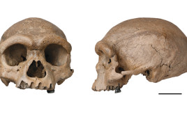 גולגולת איש הדרקון שהתגלתה בסין