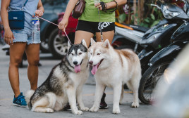 דייט כלבים, אילוסטרציה (צילום: pexels-denniz-futalan)