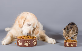 מזון לכלבים וחתולים (צילום: אינג אימג')