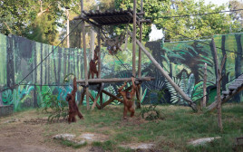 חצר האורנגאוטנים בספארי ברמת גן (צילום: ים סיטון)