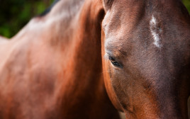 סוס, אילוסטרציה (צילום: ingimage ASAP)