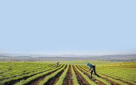 חקלאים בעמק האלה (צילום: יעקב לדרמן, פלאש 90)