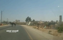 הגמלים באזור התעשייה בלוד (צילום: עמאר אסאדי בטלגרם)