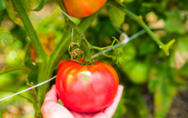 עגבניה בשדה, אילוסטרציה (צילום: ingimage ASAP)