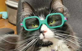 החתולה במשקפיים (צילום: Danielle Crull)
