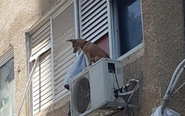התעללות בכלב ברחובות (צילום: דוברות המשטרה)