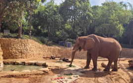 הפיל יוסי חוגג יום הולדת 47 (צילום: באדיבות הספארי)