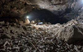 המערה מלאה בעצמות (צילום: Max Planck Institute for Chemical Ecology)
