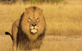 מופאנה, האריה שנורה בחץ לקשת (צילום: The Hide, Zimbabwe Safari Lodge)