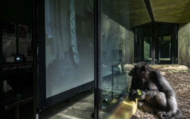שימפנזה בגן החיות, אילוסטרציה (צילום: Getty images)