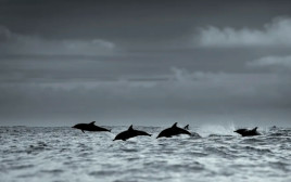 חבורת דולפינים, אילוסטרציה (צילום: Getty images)