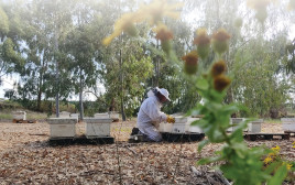 מכוורת דבש (צילום: דבש מהדוקטור)