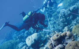 שונית האלמוגים במפרץ אילת (צילום: ענבל איילון, המכון הבין־אוניברסיטאי באילת)