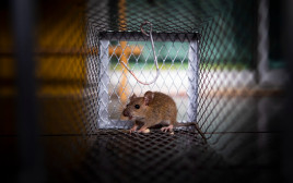 כל מה שצריך לדעת על לכידה של חולדות ועכברים (צילום: FREEPIK)