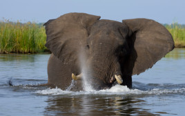 פיל בספארי בזמביה (צילום: Getty images)