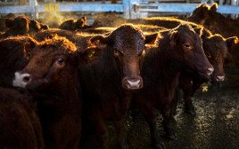 פרות (צילום: RONALDO SCHEMIDT / AFP)
