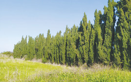 יער (צילום: איתן רוזנברג, ירוק 2000)